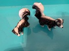Den Of 2 Skunks