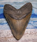 Megalodon Shark Tooth 5 1 2  Sharks Teeth Massive Jaw Real Fossil Serrated Color
