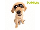 Doggles Ils Protective Dog Eyewear