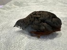 16  Button Quail Rarest Colors Hatching Eggs 