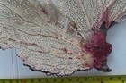 Large Natural Sea Fan - Coral - Sea Whip - Free Shipping 14 X 11 Inches