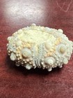 Geological Enterprises Jurassic Fossil Echinoid Plegiocidaris Coronatus  Germany