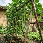 Chinese Long Bean Seeds 50 Pcs   Bean Vine Seeds For Home Gardening