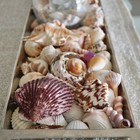 Seashells Mix Beach Natural Diy Art Craft Supplies Mixed Ocean Sea Shells Bulk