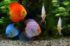 6mm - 1 4  Carnivore Sinking Nuggets For Oscars  Discus  Angelfish   More  Wl