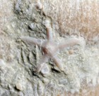 Museum Class Specimen- Eocene Coral With Sea Star And Nummulite