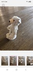 2022 Steiff Club Bear Nwt 