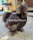 6  Fertile Silkie Chicken Hatching Eggs  Frizzles  Satins Possible  Variety 