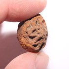 Metasequoia Pine Cone Fossil - Hell Creek Formation Cretaceous Beautiful