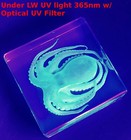 2 9  Real Octopus In Crystal Clear Lucite Resin Paperweight Mollusc Specimen