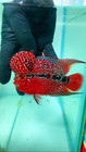 1 Male - Live Aquarium Flowerhorn Fish High Quality - Super  Red Dragon