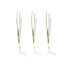 Water Onion Dwarf  zephyranthes Candida  Live Aquarium Plants Buy 2 Get 1 Free