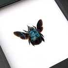 Real Blue Carpenter Bee Framed Insect Taxidermy Shadow Box Entomology Gift