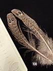 Peacock Pheasant Double Eye Tail Feathers  108