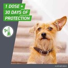 Front Plus For Dogs 45 To 88 Lbs 6 Doses 6 Month Supply Brand New Free Shipping