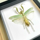 Giant Asian Mantis  hierodula Patellifera  Shadow Frame Display Beetle Insect
