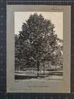 Circa 1930    Los Angeles School District Original Photograph Plates Trees