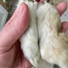 13 Lucky  Rabbit   s Feet Key Chains