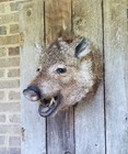 Fat Faced Javelina Shoulder Mount