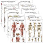 16 Pack - Anatomical Posters - Laminated - Muscular  Skeletal  Digestive  Res   