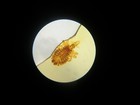 10 Antique  Microscope Slide  Insects  Parasites  Mites