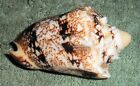 Ra Rfm  78841 Nice   Bold Colors Voluta Cymbiola Chrysostoma Swainson 1824 56 5m