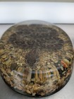 Rare Real Diamondback Rattlesnake Vintage Resin Lucite Taxidermy Science Oddity