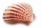 Large Lions Paw Scallop 5-6  Seashell Coastal Arts Crafts Decorating