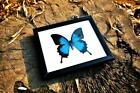 Butterfly Real Blue Insect Emperor Ulysses Papilio  Educate Display Wood Fram 