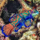 Premium Marine Fish Flake Food   - Top Shelf - Perfect For All Saltwater Fish  