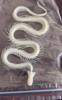 1 5 10 Pcs Real Snake Skeleton Skull Animal Specimens  Taxidermy  About 30-40cm