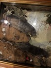 Mole Taxidermy In Shadow Box