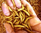Live Giant Mealworms Pet Bird Living Feeders Large Meal Worm Food - Live Arrival
