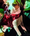 Dragon Costume For Dog Or Cat Thrills   Chills Size Small Red Dragon Festive S 