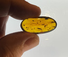 A101 Bu3595 Wasp Fly Menagerie In Authentic Burmese Amber Burmite  99 Mya