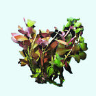 Ludwigia Repens  dark Red  Live Aquarium Plants