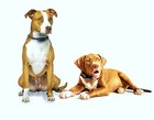 1000m Remote Waterproof Rechargeable Dog Training Shock Collar W auto Anti Bark