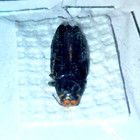 Buprestidae  Buprestinae  Buprestis Lyrata From The Pacific Northwest  A2 
