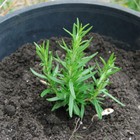 Rosemary Seeds   Heirloom   Free Shipping   Herb Seeds   Seed Store   1163