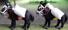 Set 2 Vtg 3 5  Handmade Donkey Burro Figurines Saddle Reins Sacks Real Goat Fur