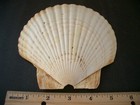 Authentic Natural Sea Scallop Shell 5-3 4 