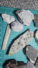 Various Fossils Gastropods Turtle Scute Big Leaf Dinosaur Gem Bone   Unknown 