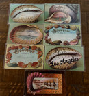 Lot Of 7  antique Souvenir Shells    Seashell Border postcards in Sleeves d45