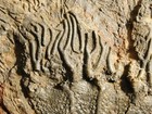 Big  430 Million Year Old  Crinoid Fossil Or Sea Lily Fossil Morocco 1561gr