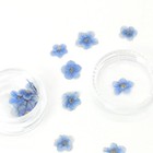 20pcs Real Pressed Dry Forget Me Not Flowers For Art Craft  Blue And White Fcd21