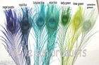 10 Peacock Eye Feathers 10-15  Length  Bleached   Dyed 21 Colors Available