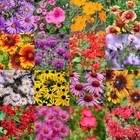 1 Pound Virginia Bulk Wildflower Seed Mix  northeast U s  Varieties  2 000 Sq-ft
