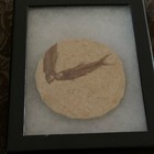 Framed Bony Fish Fossil Specimen On Round Matrix Stone In Display Frame