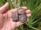Giant Armadillo Fossil Scutes Pleistocene Prehistoric Florida