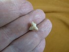 Sj255-27  2 Teeth From Super Rare Male Megamouth Shark Megachasma Pelagios